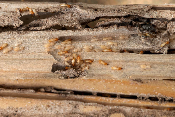 Best Affordable Pest Control Services  in Baxter Village, SC